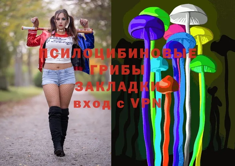 купить   блэк спрут как войти  Галлюциногенные грибы Psilocybine cubensis  Димитровград 